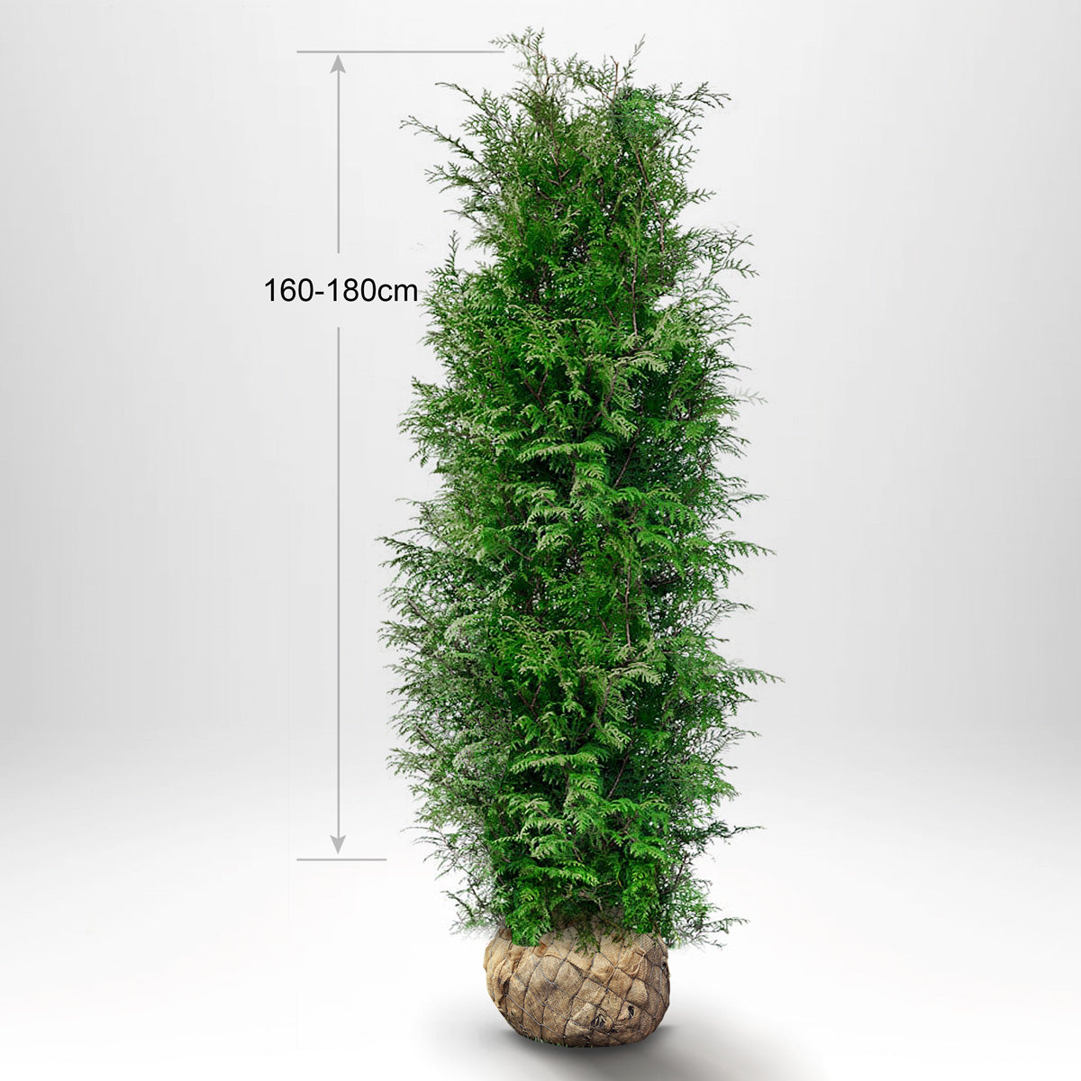 Thuja Brabant 160-180 cm, RB, Kvalitet: Landscape Quality